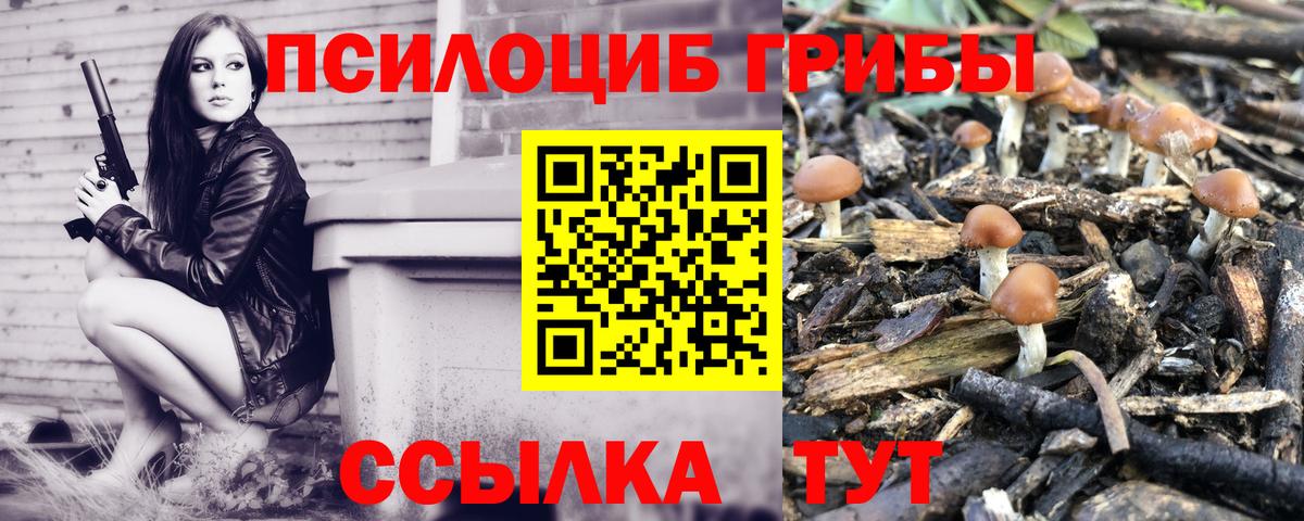Псилоцибиновые грибы мицелий Пятигорск